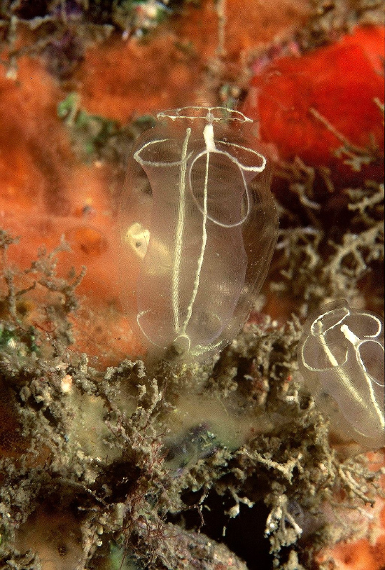  Clavelina lepadiformis (Sea Squirt)